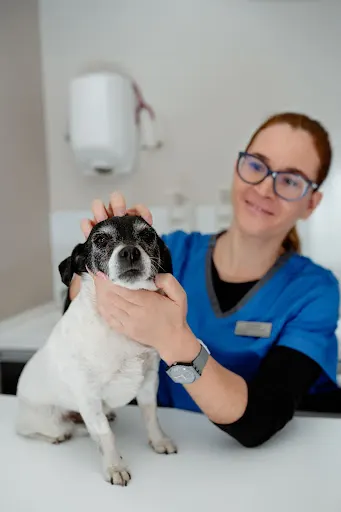 Przychodnia weterynaryjna Piotr Dąbrowski, Anna Poniedziałek Sp.j